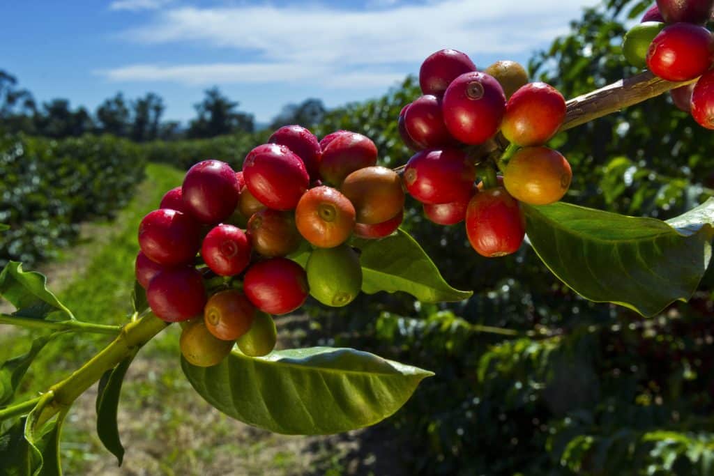 Koffiebonen aan een boom