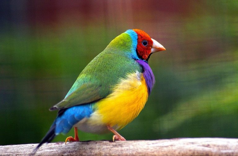 zangvogels en koffie